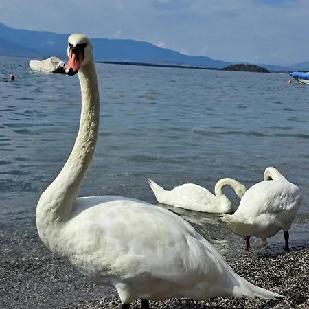 Magical View 2 Asproneri, Lejlighed